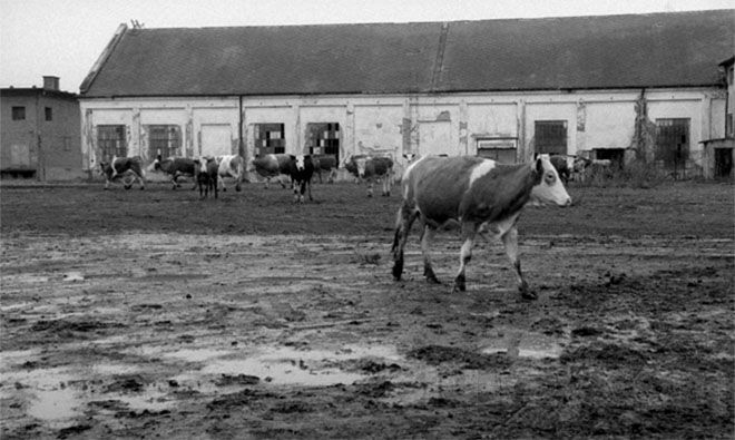 La mítica “secuencia de las vacas” no solamente marca la senda del estilo formal de toda la película, sino que también parece proporcionar una lectura sociopolítica/económica de ella. En síntesis, reflejaría la llegada de la libertad a Hungría tras la caída del régimen dictatorial comunista que duró desde 1949 hasta 1989. Cultugrafía, difusión y crítica cultural. Análisis cinematográfico.