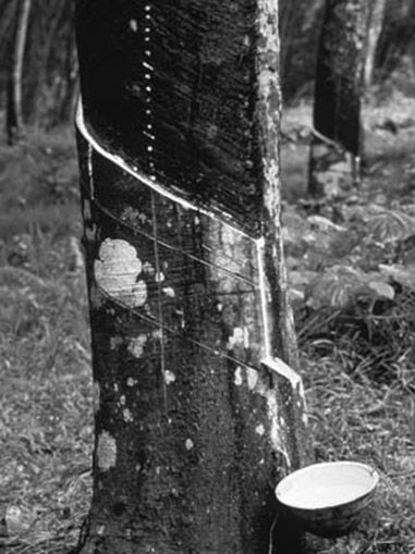 Extracción del caucho. El líquido blanco que se saca del árbol con el mismo nombre.